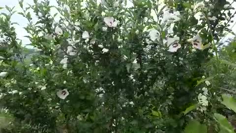 🌸🌸🌸flower tree🌸🌸🌸