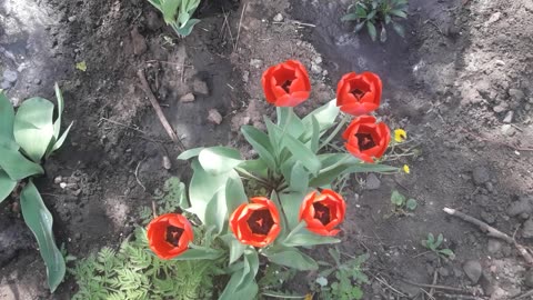 Tulips are looking at us