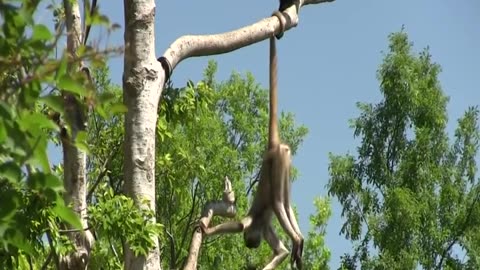 Tail Hanging Monkeys #shorts #viral #shortsvideo #video