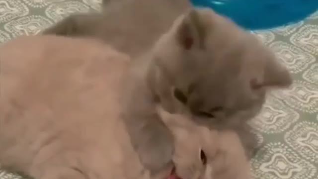 A LOVE AND VERY CUTE KITTENS PLAYING... 😊💕