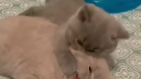 A LOVE AND VERY CUTE KITTENS PLAYING... 😊💕