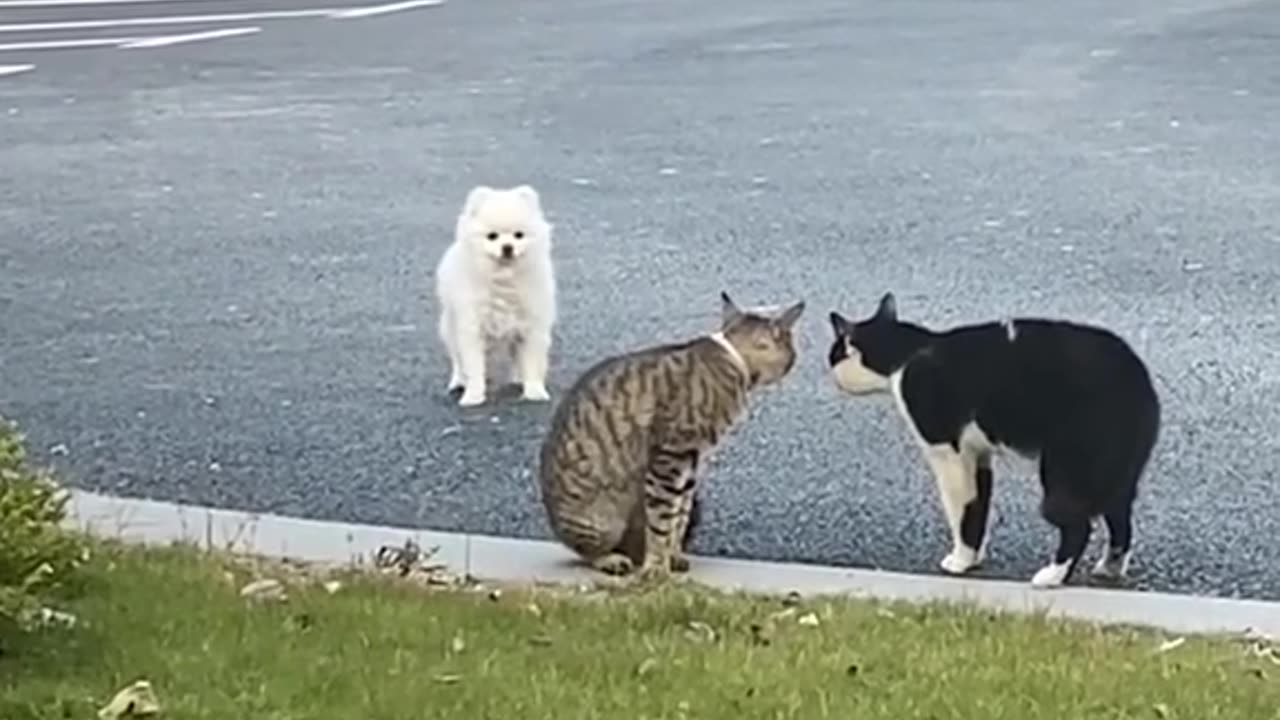 Dods cats❤️❤️ cute video