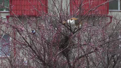 Magpies protect their nest from the cat Birds are attacking the cat The cat climbed