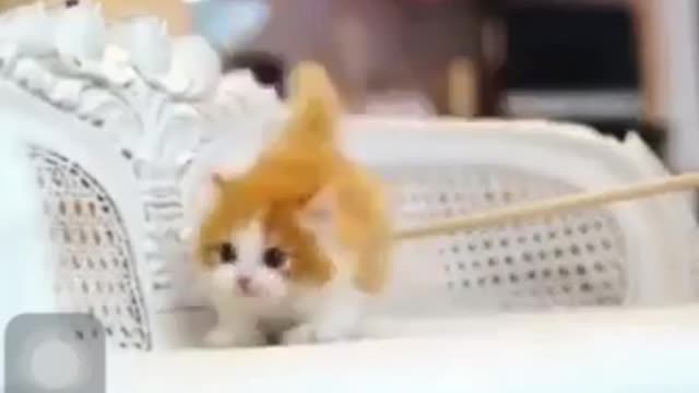 CUTE CAT