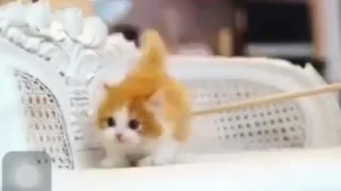 CUTE CAT