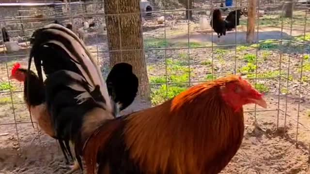 A rooster was very tall, with a red crown