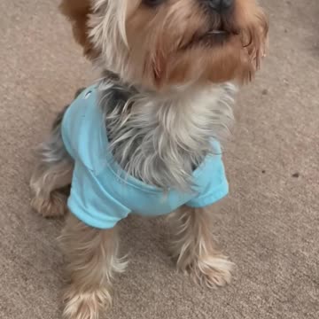 Yorkie has cute argument with camera