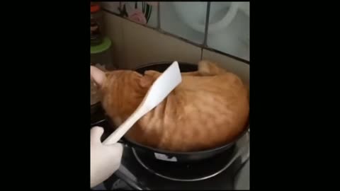 cute cat asks to be fried, doesn't want to come down