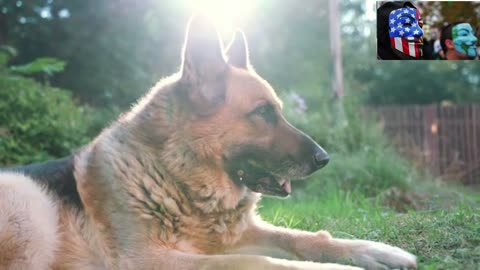 Dog Breeds - German Shepherd - Unleashing the Versatile German Shepherd Breed!