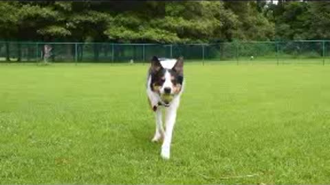 A dog playing with a ball in the feild