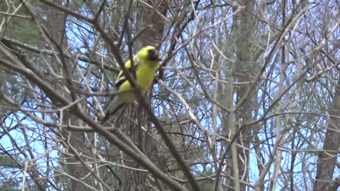 Goldfinch