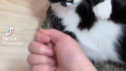 A cute cat wants to fight