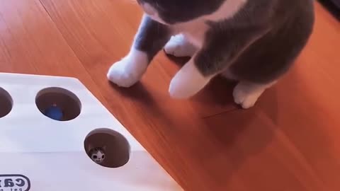 Gaming catii 😄😃😀😁