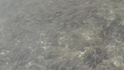 Bur dubai abra fishies