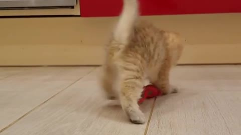 Кот играет в крыса