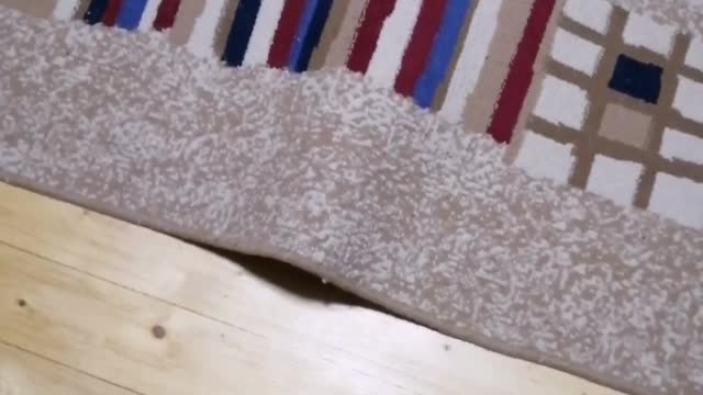 The cat is hiding under the carpet