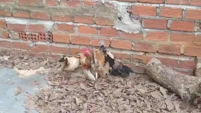 Sirama chicken family