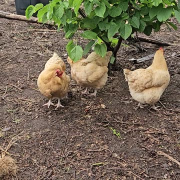 OMC! Orpington amigas! amigas de Orpington! Orpington girlfriends relaxing together! #shorts #hens