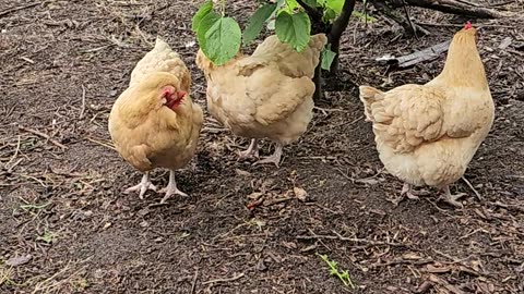 OMC! Orpington amigas! amigas de Orpington! Orpington girlfriends relaxing together! #shorts #hens