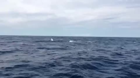 Whale breaching in the ocean
