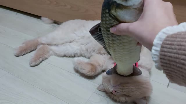 Cute cat acting to be die.
