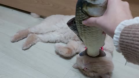 Cute cat acting to be die.