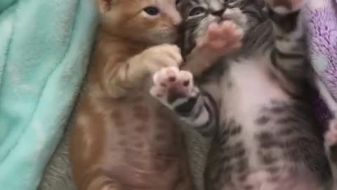 beautiful kitten having fun