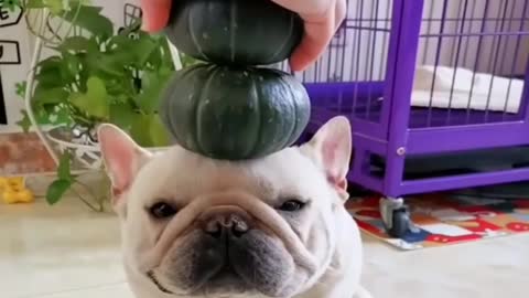 Funny Dogs video Compilation