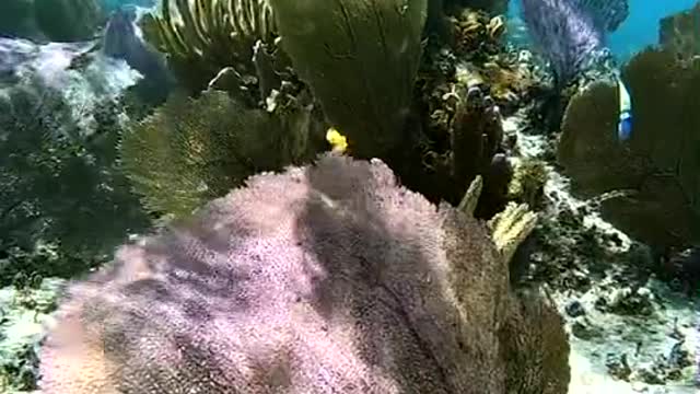 this fairy world