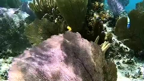 this fairy world