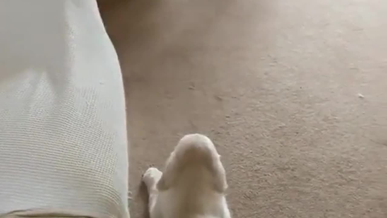 Cute Dog Video :)