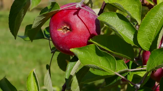 Apple Tree Stock Video Footage