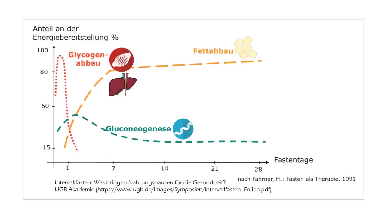 Wie lange fasten, um die Autophagie zu aktivieren?