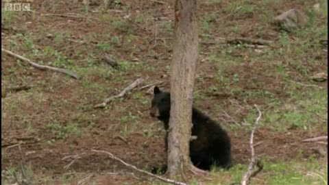 Missing Cub | Big Bear Diary | BBC Earth