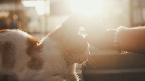 Kittens in the sun