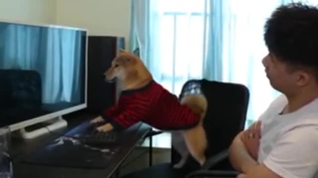 The dog got angry when his owner turned off the computer