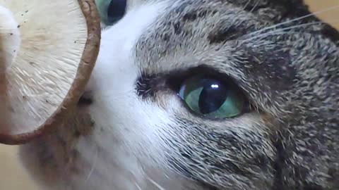 Cat curious about mushrooms