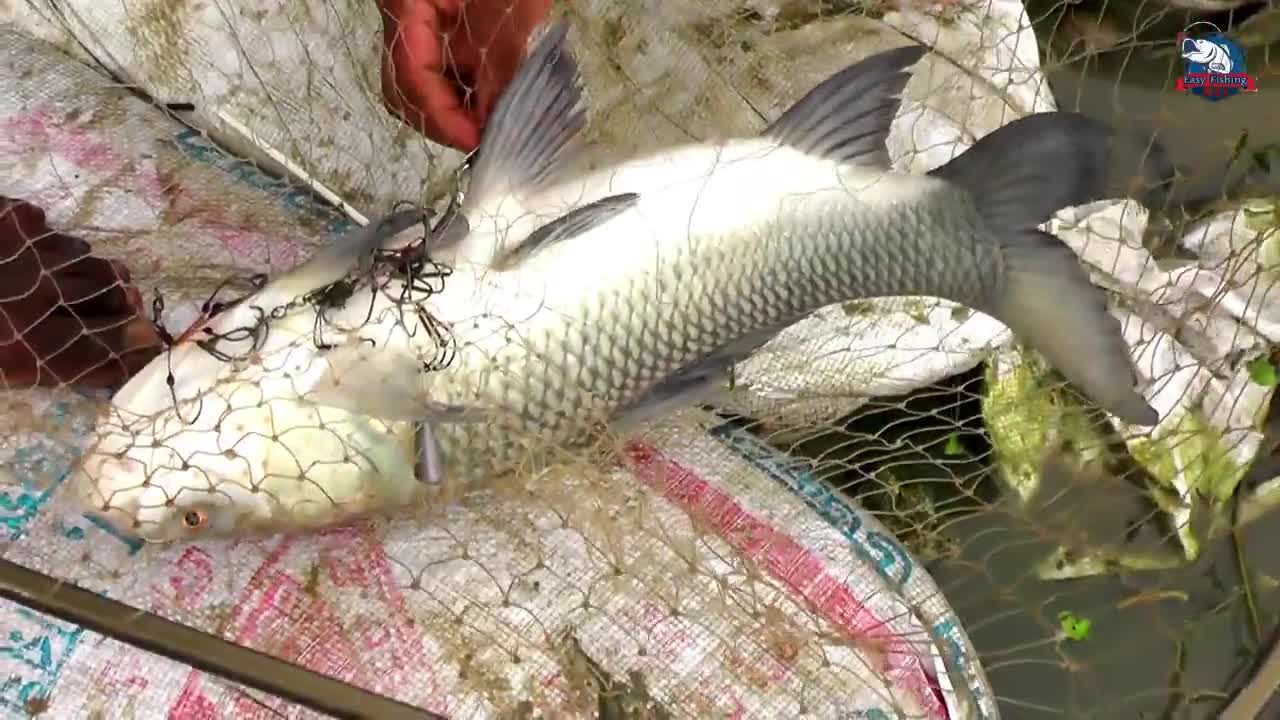 Fish catching video