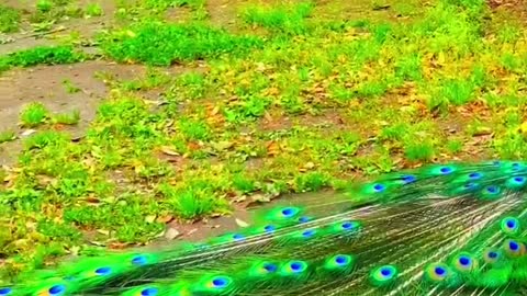 The peacock sounds like a crow