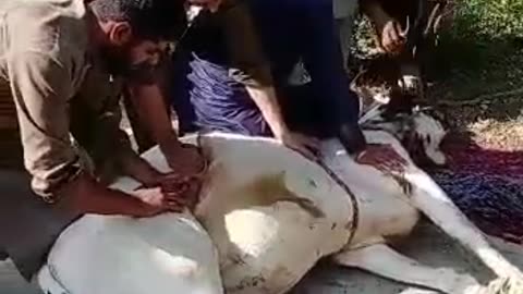 Qurbani K janwar ko kasy giraya Jata ha