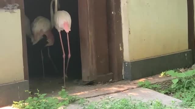 Flamingos are so big