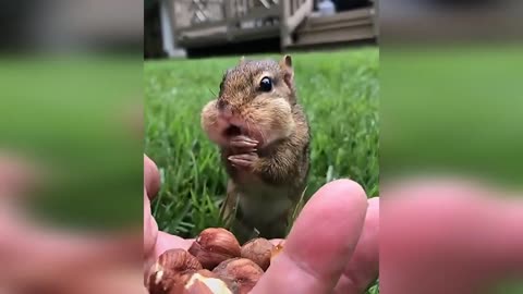 This Squirrel Is Adorable! He Just Cant Wait To Eat. So funny lol!!!