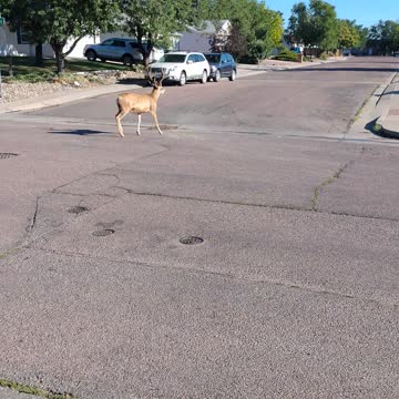 Walking the deer?