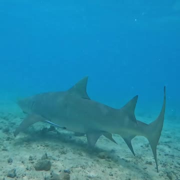 Fish Swimming In The Sae #Fish_Swimming_In_The_Sea#animals_Nuture #tortoise #Recpect
