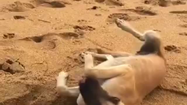 A lonely dog in the Beach