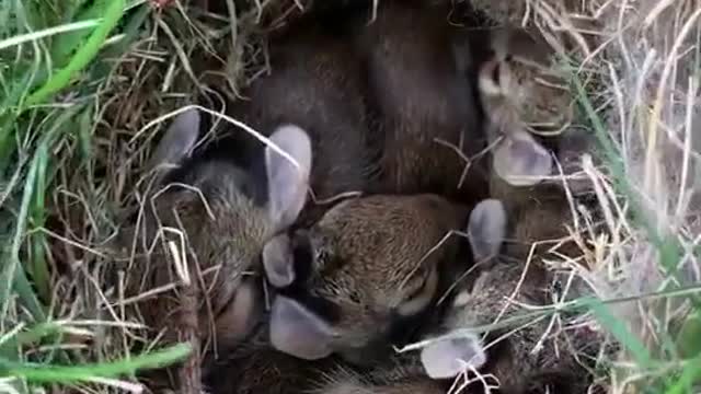 Rabbits Video