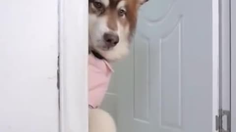 Smart dog cute and funny reaction 😄😄