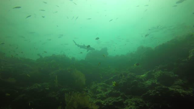 Shark encounter caught on camera