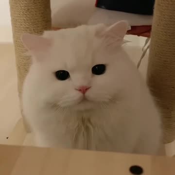 Playful White Cat: Funny and Mischievous Moments