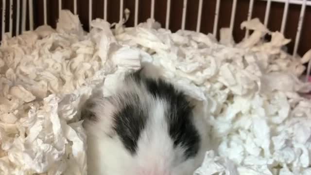 Cute little hamster